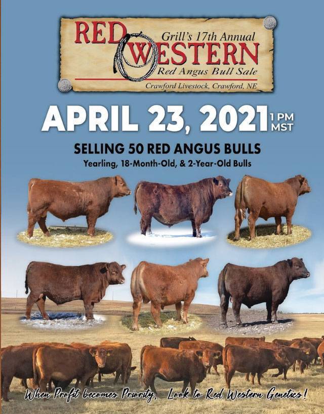 Grill's 15th Annual Red Western Red Angus Bull Sale
