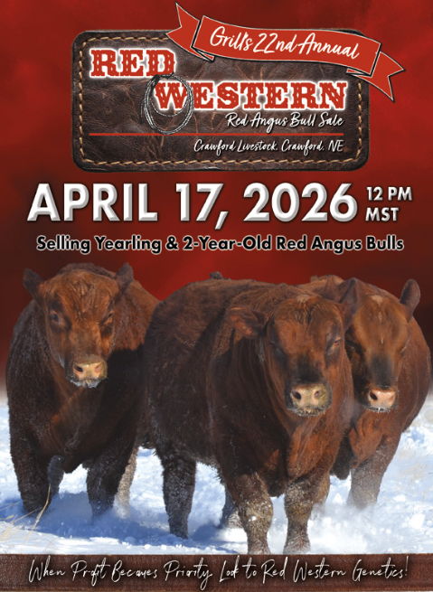 Grill's 21st Annual Red Western Red Angus Bull Sale