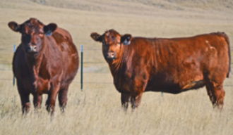 Grill's 22nd Annual Red Western Red Angus Bull Sale